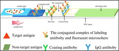 Rapid lateral flow immunoassay for fluorescence detection of canine distemper virus (CDV)